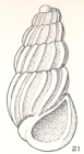 Costalynia truncata Laseron, 1956