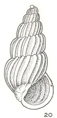 Costalynia decapitata Laseron, 1956