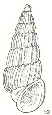 Costalynia isolata Laseron, 1956