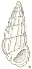 Costalynia torresiana Laseron, 1956