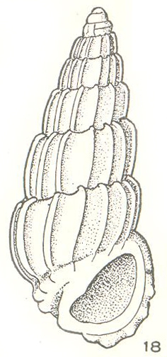 Costalynia torresiana Laseron, 1956 Costalynia torresiana Laseron, 1956