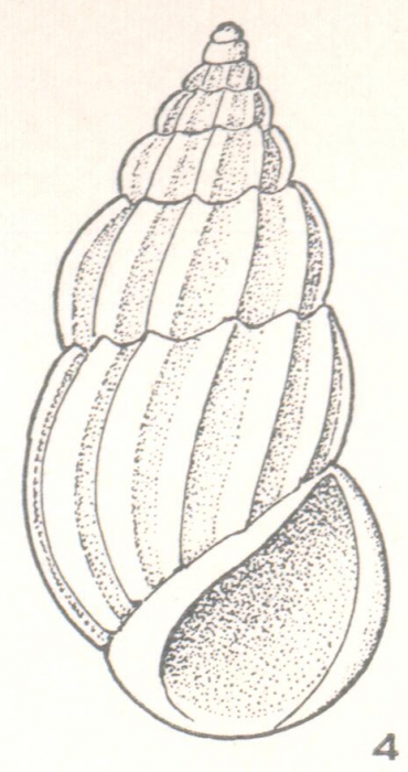Schwartziella lata Laseron, 1956 Schwartziella lata Laseron, 1956