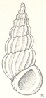 Pandalosia excelsis Laseron, 1956