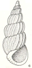 Pandalosia darwinensis Laseron, 1956
