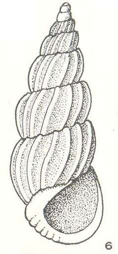 Pandalosia darwinensis Laseron, 1956