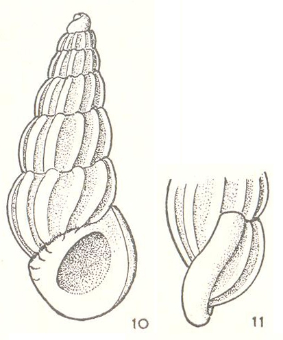 Pandalosia obtusa Laseron, 1956