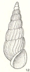 Pandalosia delicatula Laseron, 1956