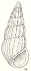 Austrosina quinita Laseron, 1956