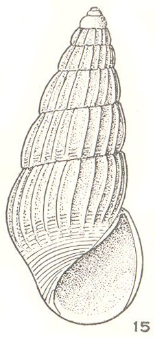 Austrosina evanida Laseron, 1956 Austrosina evanida Laseron, 1956