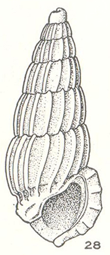 Fractoralla transita Laseron, 1956