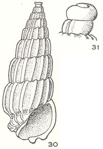 Fractoralla heronensis Laseron, 1956