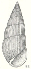 Peripetella queenslandica Laseron, 1956