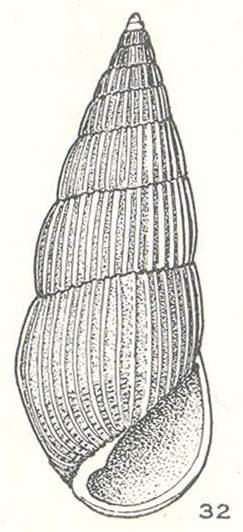 Peripetella queenslandica Laseron, 1956 Peripetella queenslandica Laseron, 1956