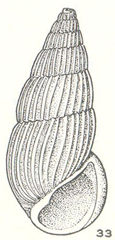 Peripetella immersa Laseron, 1956 Peripetella immersa Laseron, 1956
