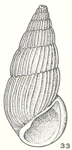 Peripetella immersa Laseron, 1956