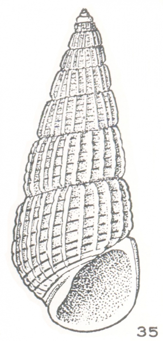 Apataxia erecta Laseron, 1956 Apataxia erecta Laseron, 1956