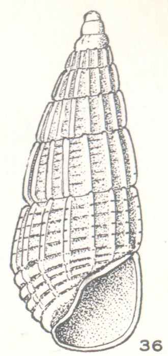 Apataxia eripona Laseron, 1956 Apataxia eripona Laseron, 1956