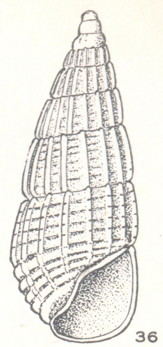 Apataxia eripona Laseron, 1956