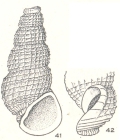 Phosinella cyatha Laseron, 1956