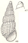 Phintorene apicina Laseron, 1956