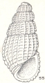 Mollusca (molluscs)