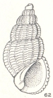 Isselia undulata Laseron, 1956
