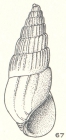 Moerchiella persista Laseron, 1956