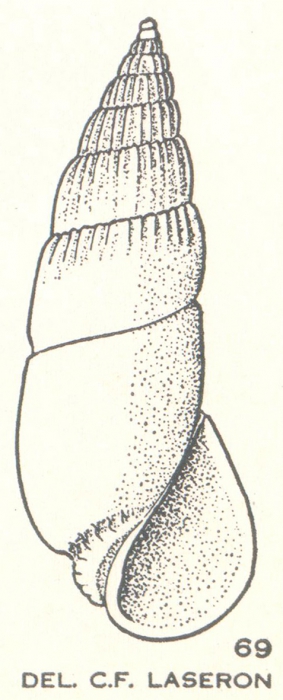 Moerchiella volvera Laseron, 1956