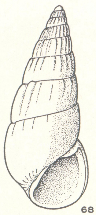 Moerchiella deleta Laseron, 1956 Moerchiella deleta Laseron, 1956