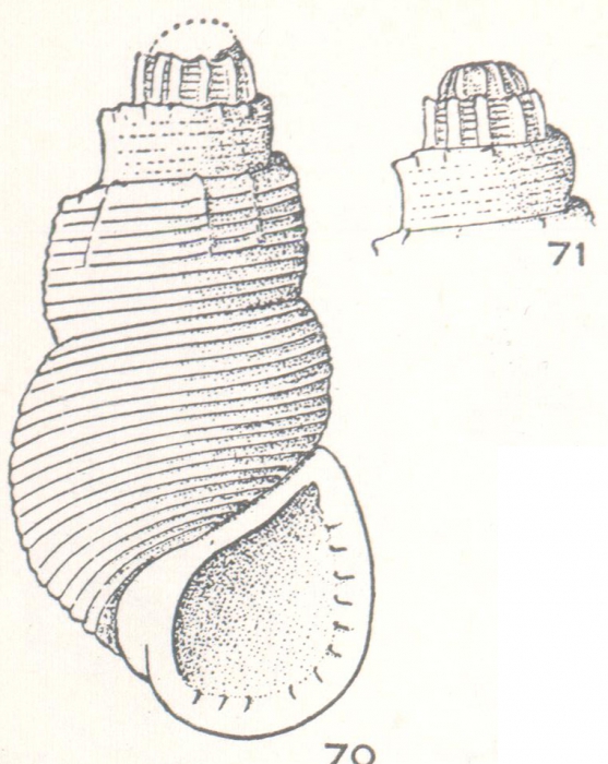 Dentrissoina thornleyana Laseron, 1956