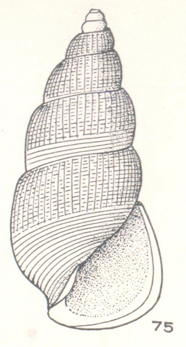 Zymalata concinna Laseron, 1956 Zymalata concinna Laseron, 1956