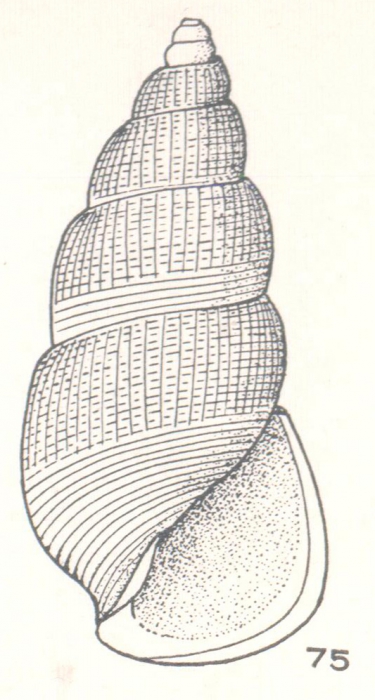 Zymalata concinna Laseron, 1956