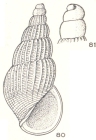 Condylicia collaxis Laseron, 1956