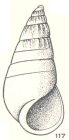 Zebina heronensis Laseron, 1956