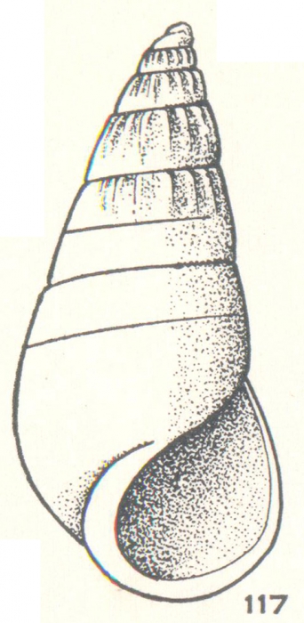 Zebina heronensis Laseron, 1956 Zebina heronensis Laseron, 1956