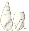 Mollusca (molluscs)