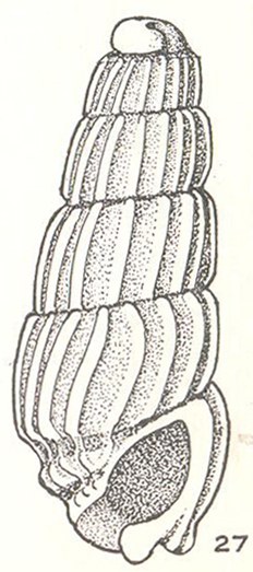 Fractoralla praecida Laseron, 1956 Fractoralla praecida Laseron, 1956