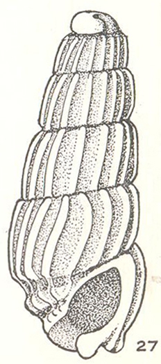 Fractoralla praecida Laseron, 1956