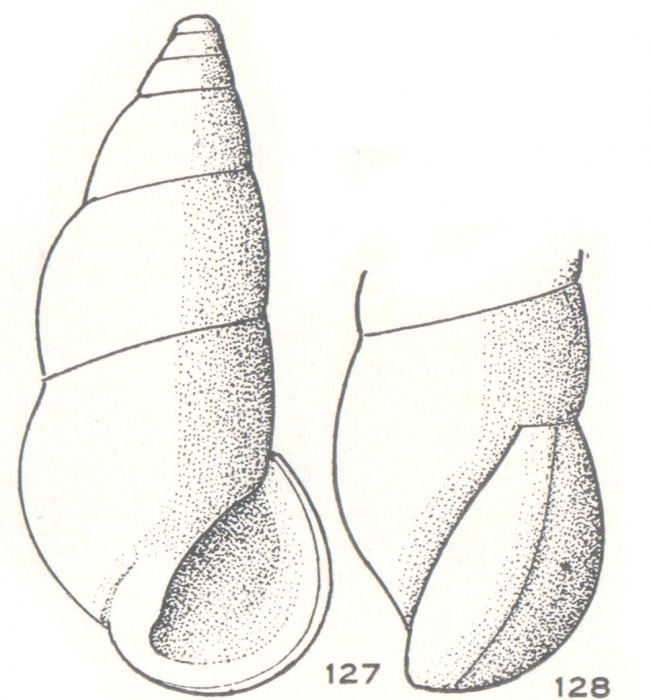 Zebina inflata Laseron, 1956 Zebina inflata Laseron, 1956