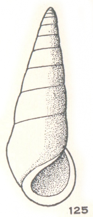 Zebina linearis Laseron, 1956