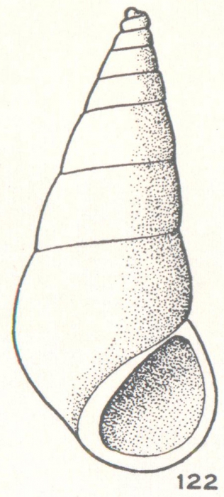 Zebina isolata Laseron, 1956 Zebina isolata Laseron, 1956