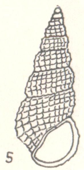 Rissoina allanae Laseron, 1950 Rissoina allanae Laseron, 1950