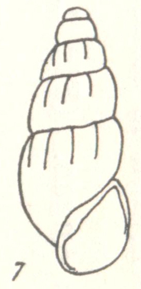 Rissoina usitata Laseron, 1950 Rissoina usitata Laseron, 1950