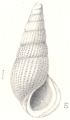 Mollusca (molluscs)