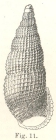 Rissoina gemmea Hedley, 1899