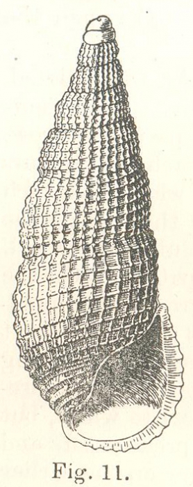 Rissoina gemmea Hedley, 1899 Rissoina gemmea Hedley, 1899