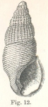Rissoina polytropa Hedley, 1899
