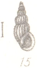 Rissoina illustris Sowerby, G. B.III, 1894