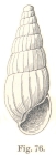 Rissoina cretacea Tenison-Woods, 1878