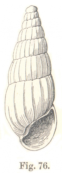 Rissoina cretacea Tenison-Woods, 1878 Rissoina cretacea Tenison-Woods, 1878